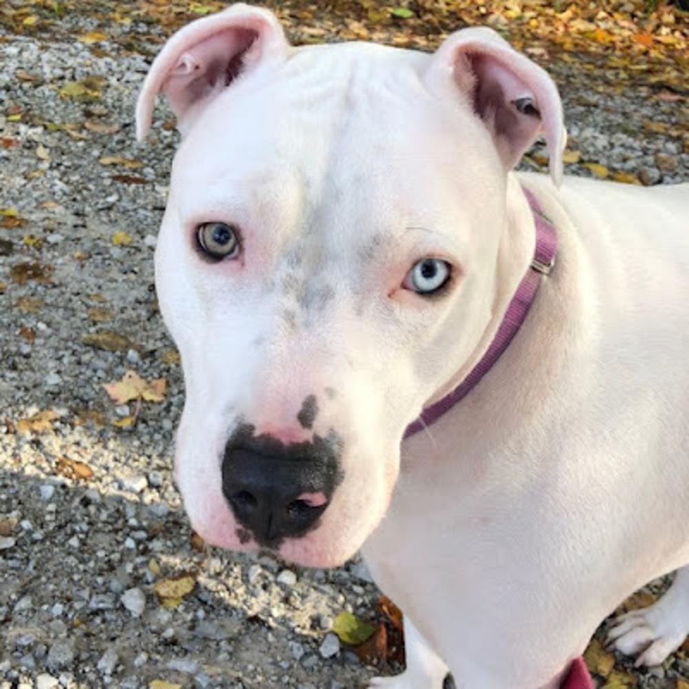 Meet your Posher, Midnight